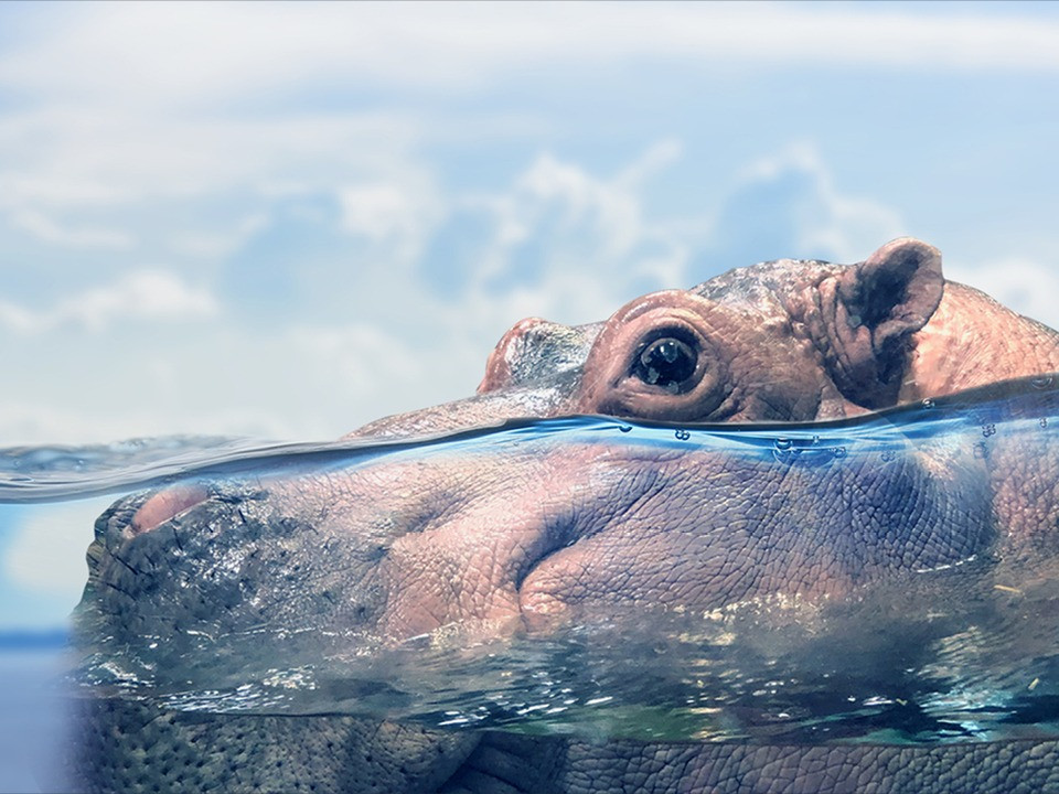 Adventure Aquarium