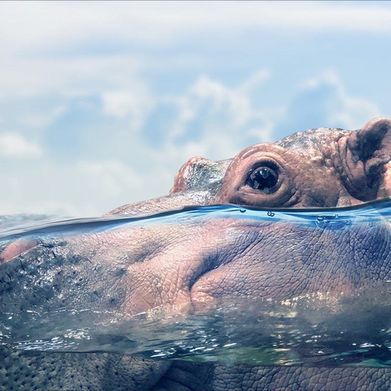 Adventure Aquarium