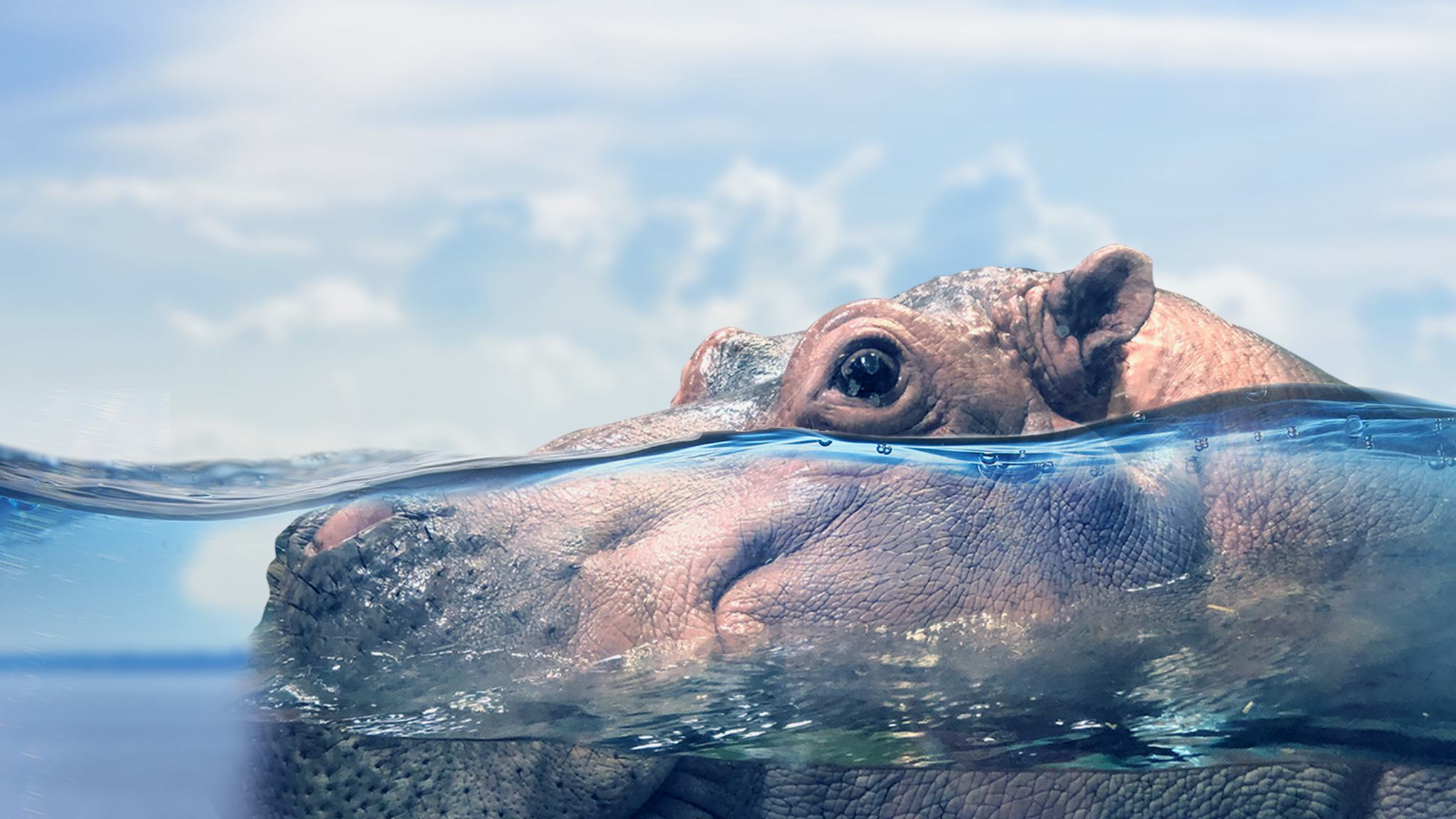 Adventure Aquarium