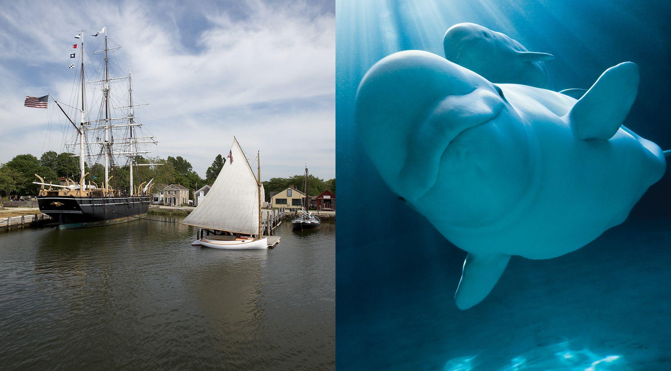 Image 1: A small harbor with a sailboat and a tall ship flying an American flag; Image 2: Two Belulga whales underwater with sunlight streaming down from above