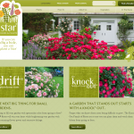 star-roses-and-plants